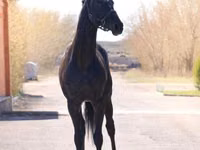Kuda jantan, Thoroughbred horse — foto 6