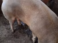 Cerdos (lote, sexo no especificado) — foto 2