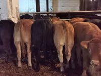 牛只（批次，未指定性别）, Cattle — 照片 1