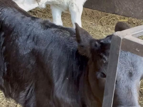 Sapi, Cattle