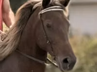 雌馬, Rocky Mountain Horse — 写真 4