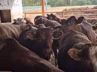 雄牛, Simmental cattle — 写真 5