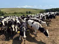 Vache, Race Holstein — photo 5