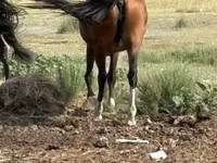 Kuda betina, Tatar horse — foto 5