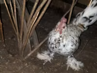 Bantam japonesa — foto 2