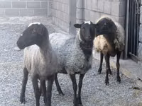 Oveja, Romanov sheep — foto 1