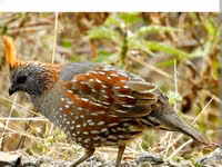 King Quail — photo 3