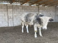ثور, البلجيكية الزرقاء — الصورة 2