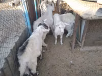 Chèvre, Russian White goat — photo 7