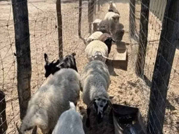 母羊, Merino sheep