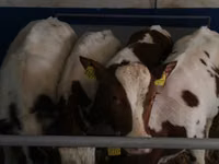 ثور, Simmental cattle — الصورة 2