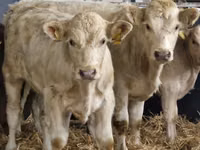 Bovinos (lote, sexo no especificado), Simmental cattle — foto 3