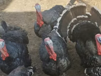 Turkeys — 写真 1