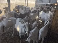 Goats (batch, sex not specified), Goats — photo 3