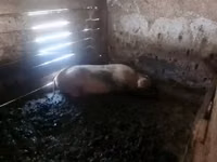 Eber, Schweine — Foto 5