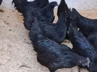 Ayam Cemani — photo 2
