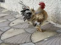 Chickens — Foto 5