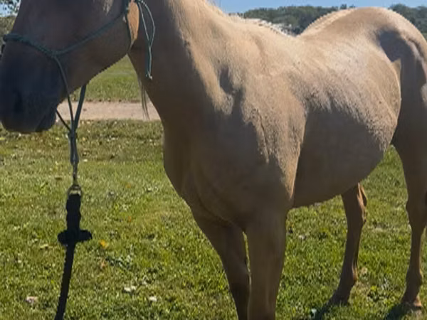 Stute, Quarter Horse