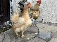 Chickens — Foto 2