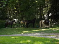 雄馬, Pinto horses — 写真 3