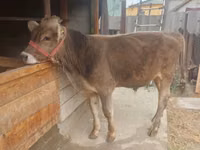 公牛, Swiss cattle — 照片 4