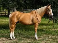 Cheval, Quarter Horse — photo 1