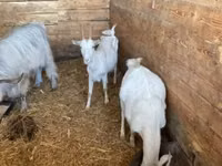Goat, Goats — photo 2