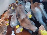 Bovinos (lote, sexo no especificado), Simmental cattle — foto 2