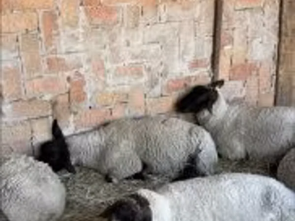 Schaf, Schafe