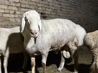 Bélier, Afghan Arabi sheep — photo 5