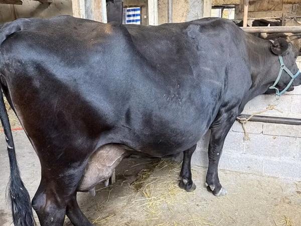 Vaca, Raza Holstein