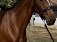 Jument, Hanoverian — photo 1