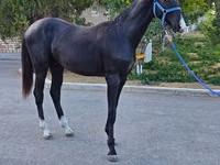 雄馬, Akhal-Teke — 写真 6