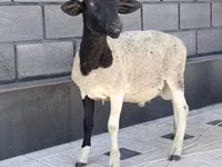 Carnero, Hissar sheep — foto 2
