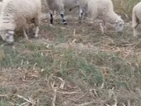 Widder, Cerry Hill sheep — Foto 2