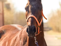 Jument, Thoroughbred horse — photo 1