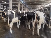 Vaca, Raza Holstein — foto 3
