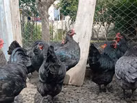 Australorp — photo 5