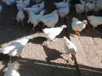 بليموث روك — الصورة 3