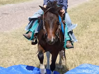 Cheval, Pinto horses — photo 5