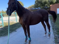 Caballo, Budyonny horse — foto 1