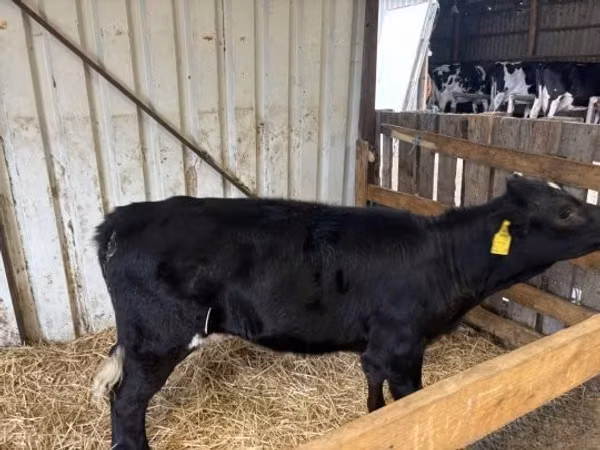 母牛, Limousin cow