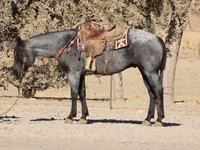 Hengst, Quarter Horse — Foto 6