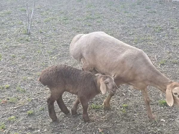 Brebis, Arashan sheep