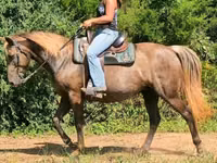 فرس, Kentucky mountain daddle horse — الصورة 8