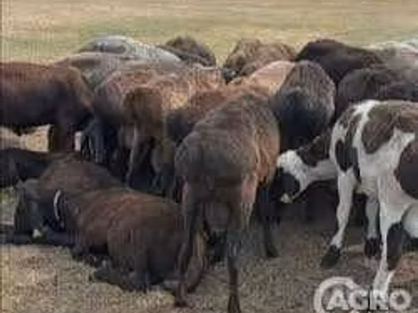 Ovejas (lote, sexo no especificado), Karakul sheep