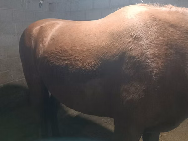 Yegua, Budyonny horse