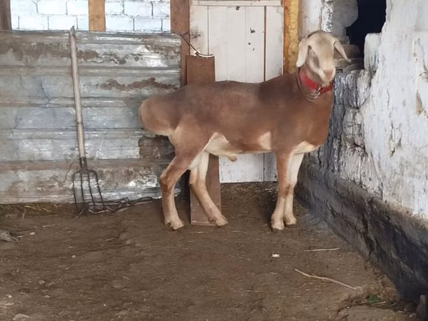 Bélier, Rhon sheep