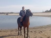 حصان, Friesian sport horse — الصورة 2