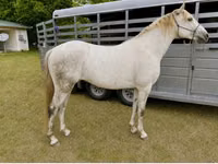Caballo, Missouri foxtrotter — foto 1